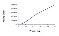 Sino Biological&nbsp;Recombinant Human DRAK1/STK17A Protein (Full Length, GST Tag), Active